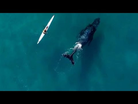 La balena«curiosa» nuota accanto a un kayak: lo spettacolare video dal drone