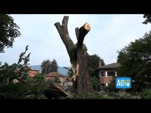 Ramo crolla all’oratorio a Luino. Don Giuseppe: «Bimba e mamma ferite stanno migliorando»