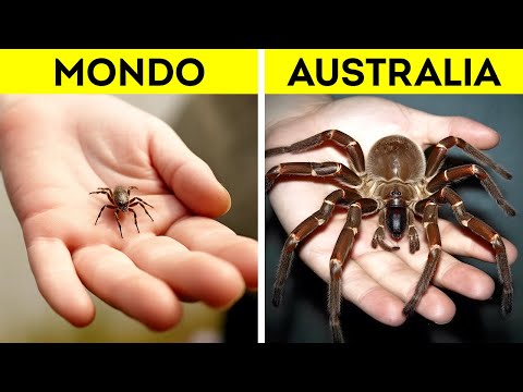 Perché gli Insetti in Australia Sono così Grandi?