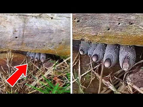 10 Volte in cui la Natura è Stata più Spaventosa di un Film dell’Orrore