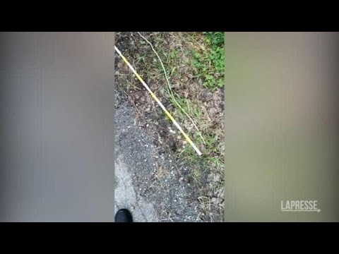 Trovato asparago selvatico da record in Molise: è lungo 4,12 metri