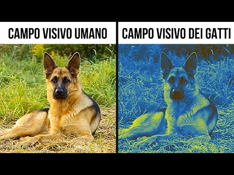 Il Mondo Attraverso Gli Occhi Degli Animali