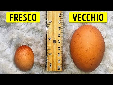 Se ti Piacciono i Fatti Inutili, Allora devi Guardare questo Video