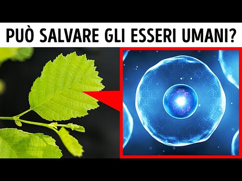 La Lingua più Difficile del Mondo può Salvare Milioni di Persone