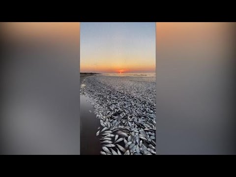 Migliaia di pesci morti sulla spiaggia di Freeport in Texas