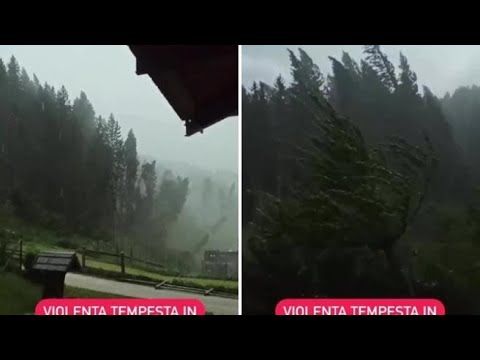 Violenta tempesta nel Bellunese: le raffiche di vento sradicano gli alberi