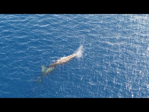 Mamma capodoglio e il suo cucciolo avvistati al largo di Lecce: il video dell’incontro