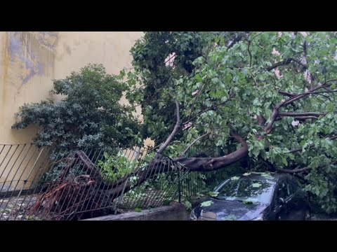 Alberi caduti a Milano, tronchi divelti, rami spezzati: il video dei danni lasciati dal…