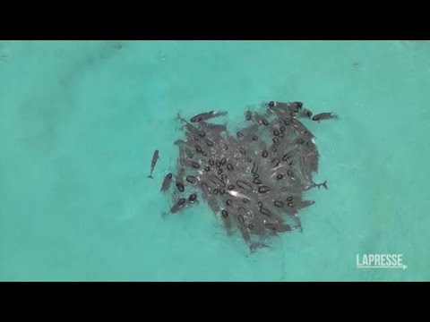 Le impressionanti immagini dal drone: branco di balene  spiaggiate in Australia