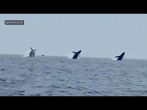 Lo spettacolare tuffo sincronizzato di tre megattere nell’Oceano Atlantico