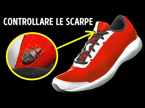 La Cimice Dei Letti Ha Un Debole Per Le Scarpe + 13 Fatti Sugli Odoro