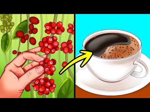 Dai Chicchi alla Tazzina: L’Affascinante Storia del Caffè