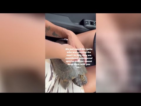 Elisabetta Canalis blocca il traffico per salvare una tartaruga in Sardegna