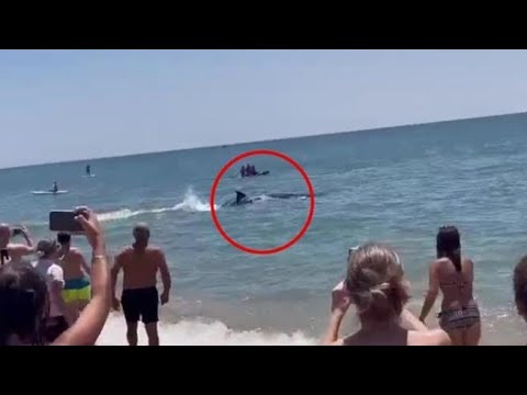 Spagna, una balena si avvicina a una canoa a riva: panico tra i bagnanti