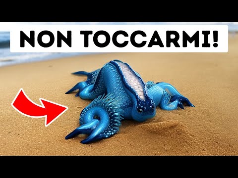 Se Vedete Questa Creatura sulla Spiaggia, Tenetevi a Distanza