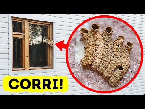 60+ fatti sugli animali che non conoscevate 2 minuti fa