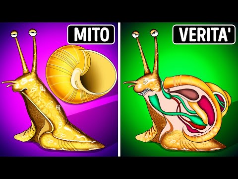 Le lumache nascono con il guscio + altri miti che non avete mai cercato su Google
