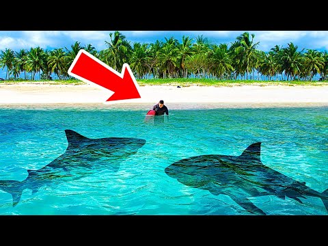 La gente non riesce a fermare gli attacchi degli squali su quest’isola + altri fatti sugli squali