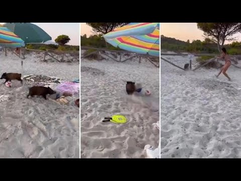 Bagnanti distratti in Sardegna: una coppia di cinghiali li sorprende rubando la borsa frigo da…