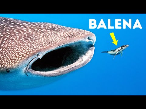 Potrebbero aver trovato le creature più grandi di sempre