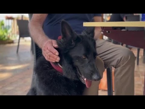 #lamiciziaèunacosaseria, il video della campagna contro l’abbandono degli animali