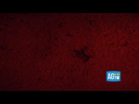 La nascita delle tartarughe marine Caretta caretta sull’Isola d’Elba