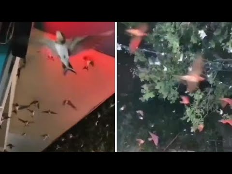 Il volo impazzito degli uccelli in Cina: sembra un film di Hitchcock, ma c’è una spiegazione