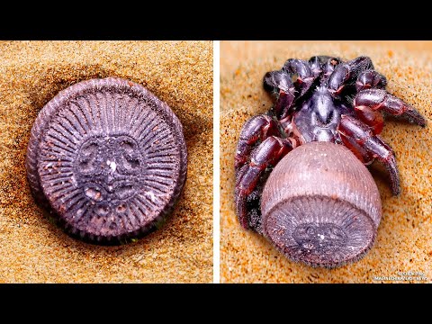 Se vedete questa creatura, non toccatela mai!