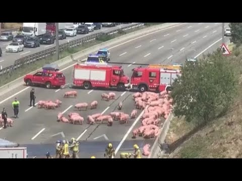 Un camion carico di maiali si ribalta sulla Ap-7 di Barcellona: lunghe code in entrambi i sensi…