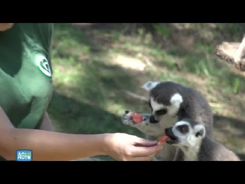 Ferragosto al Bioparco: cocomero e ghiaccioli per gli animali