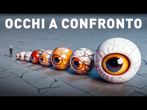 Confronto tra le dimensioni degli occhi: Gli occhi più strani del regno animale