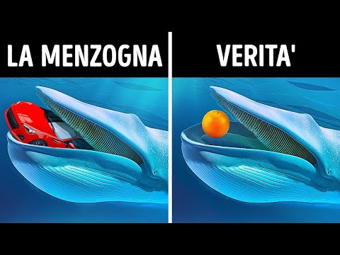 La balenottera azzurra può inghiottire un’auto e altri 10 miti sugli animali sono stati sfatati