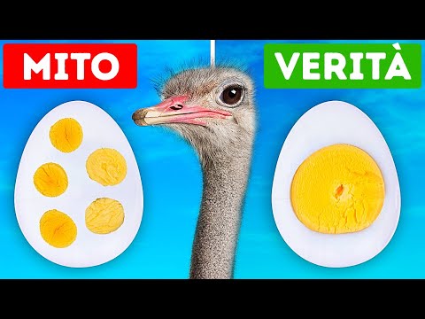 Quiz sui fatti: 36 verità… O miti?
