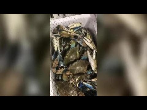 Il granchio blu spopola al mercato ittico di Milano