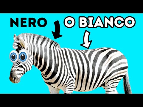Le zebre sono bianche o nere e altre curiosità sugli animali che vi siete sempre chiesti