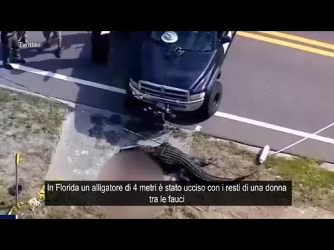 Florida, alligatore ucciso: aveva i resti di una donna tra le fauci