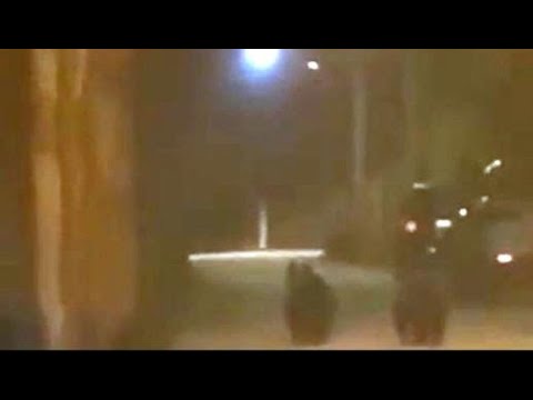 Il video della fuga dei cuccioli dell’orsa Amarena dopo la morte della mamma: corrono spaventati…