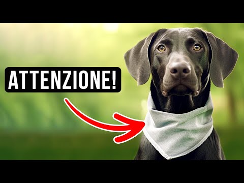Cane intrigante smascherato: Avvertenze e fatti incredibili!