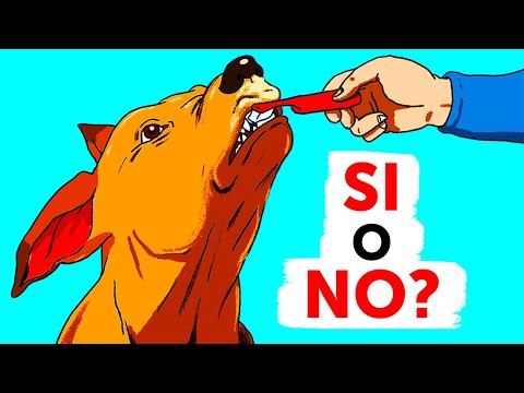 Suggerimenti e trucchi per i proprietari di cani