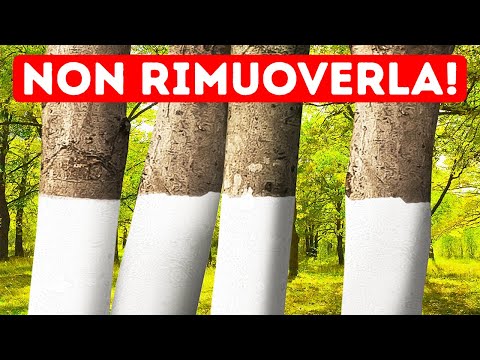 Perché alcuni Alberi Sono Verniciati di Bianco + 11 Perché Incomprensibili