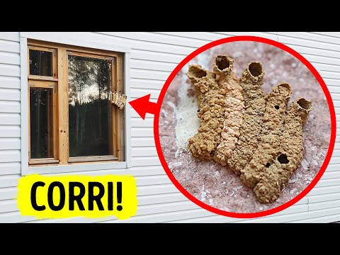 Quando avvistate questo, fidatevi del vostro istinto e correte!