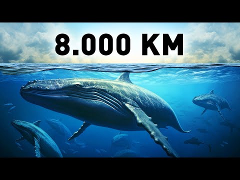 Perché questi Animali Fanno il Giro del Mondo?