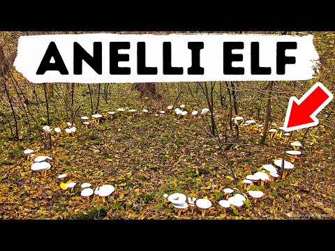 Oltre la fede: Gli anelli degli elfi e le meraviglie inspiegabili della natura