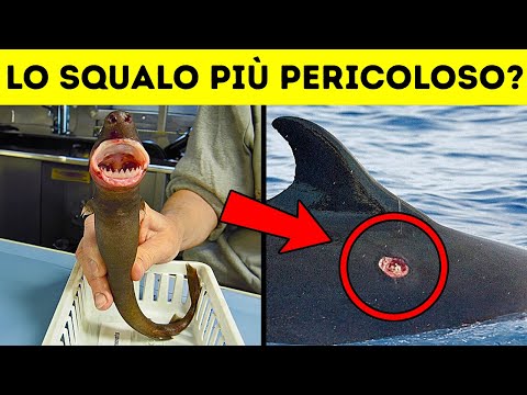 Questo minuscolo squalo può causare il caos nell’oceano