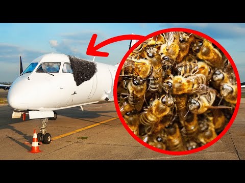 Che le api ci credano o no: Fatti affascinanti sugli insetti