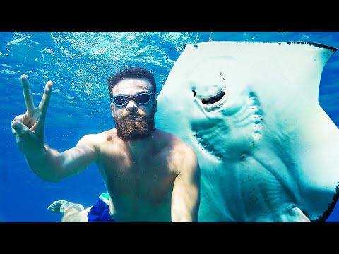 14 Creature marine: Incontri deliziosi e sorprese indesiderate!