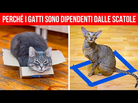 Comportamento animale 101: Dalla A alla Zebra