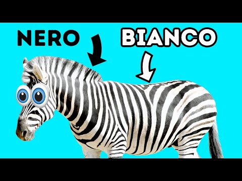 Buffonate animali: Fatti bizzarri che non hai mai saputo, ma che hai sempre voluto sapere