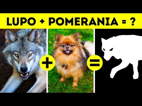 Perché i cani sono così diversi l’uno dall’altro, mentre i gatti no?