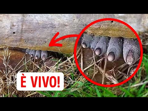 35+ misteriosi fenomeni naturali che sconcertano anche gli scienziati